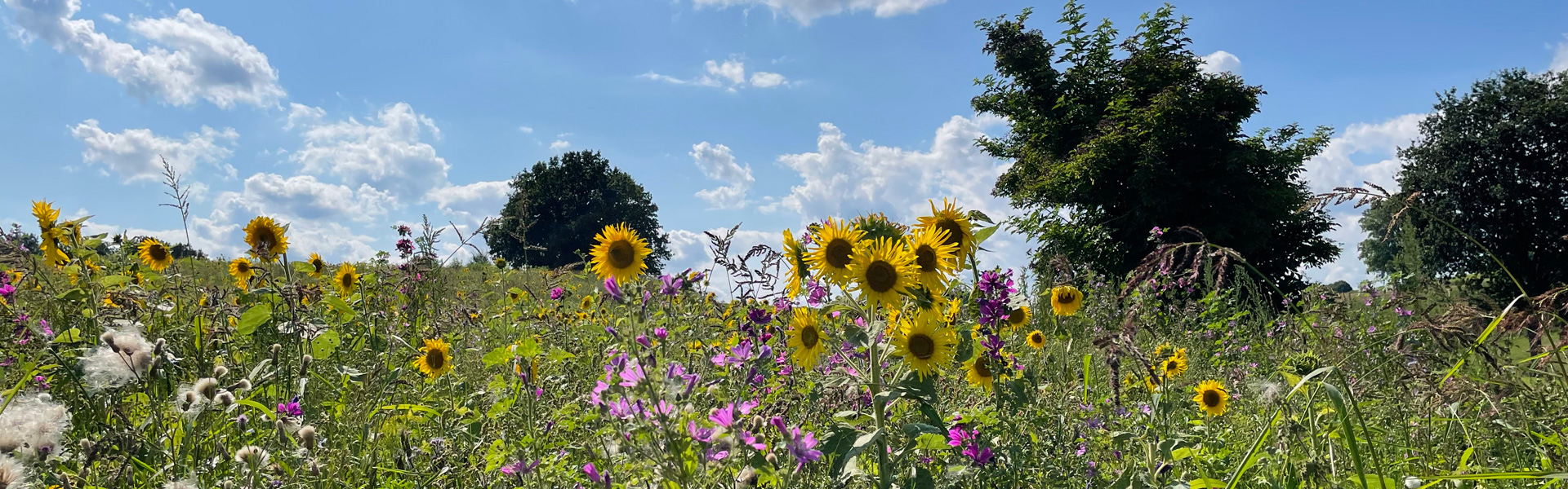 Slider Sonnenblumenfeld
