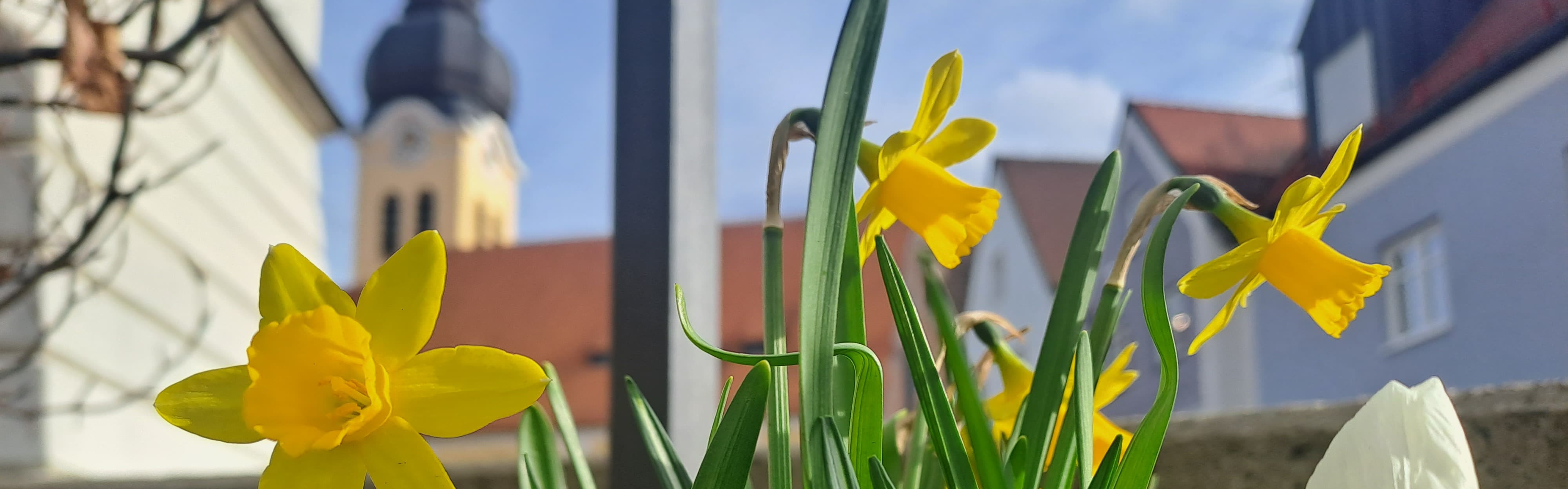 Slider Frühblüher Narzissen